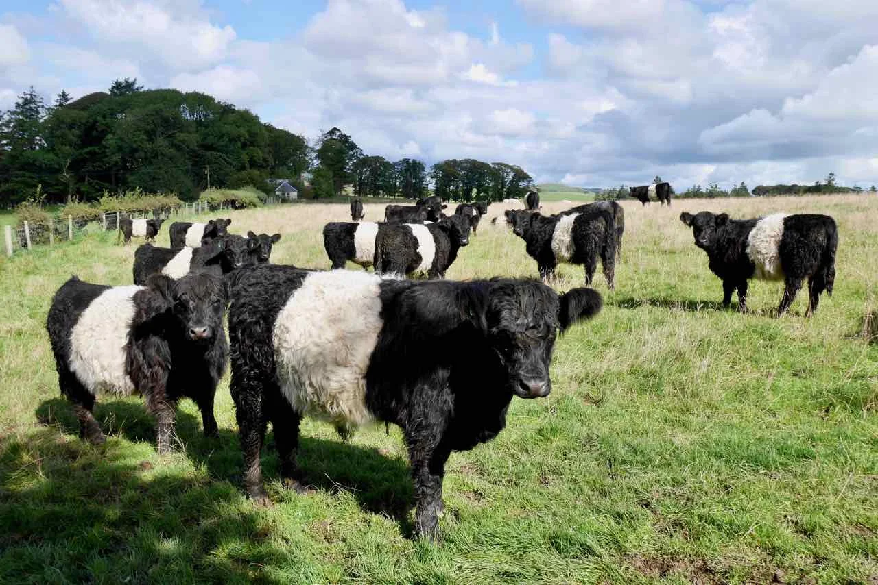 Belted Galloway cattle