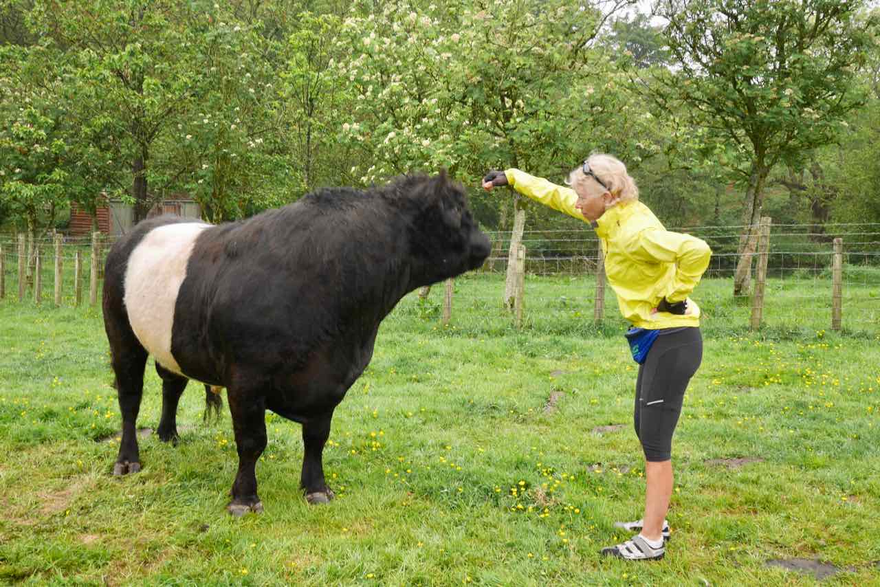 Marilyn + a lovely Beltie Bull