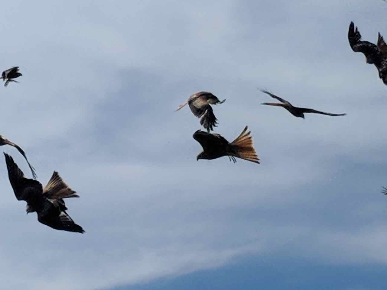Red Kites