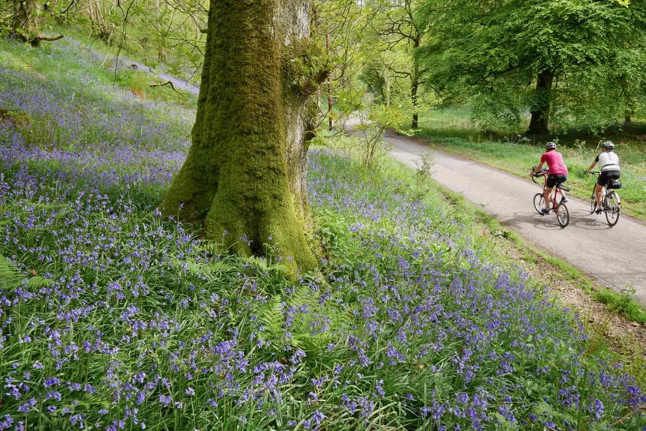 Castromond Woods, Gatehouse of Fleet