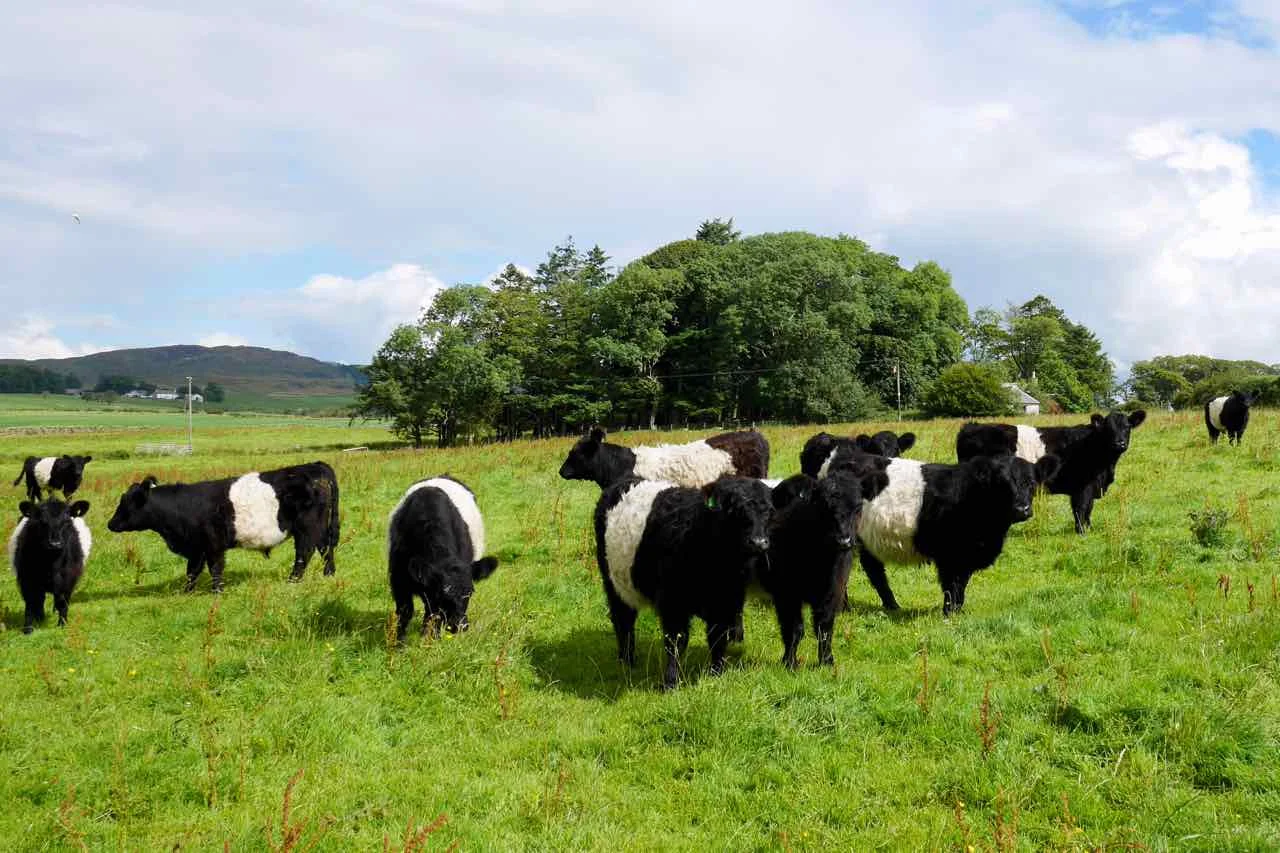 Belted Galloway Cattle