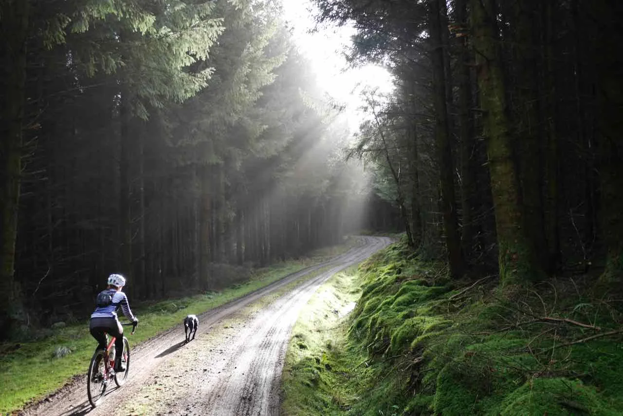 Dalbeattie Forest.jpg