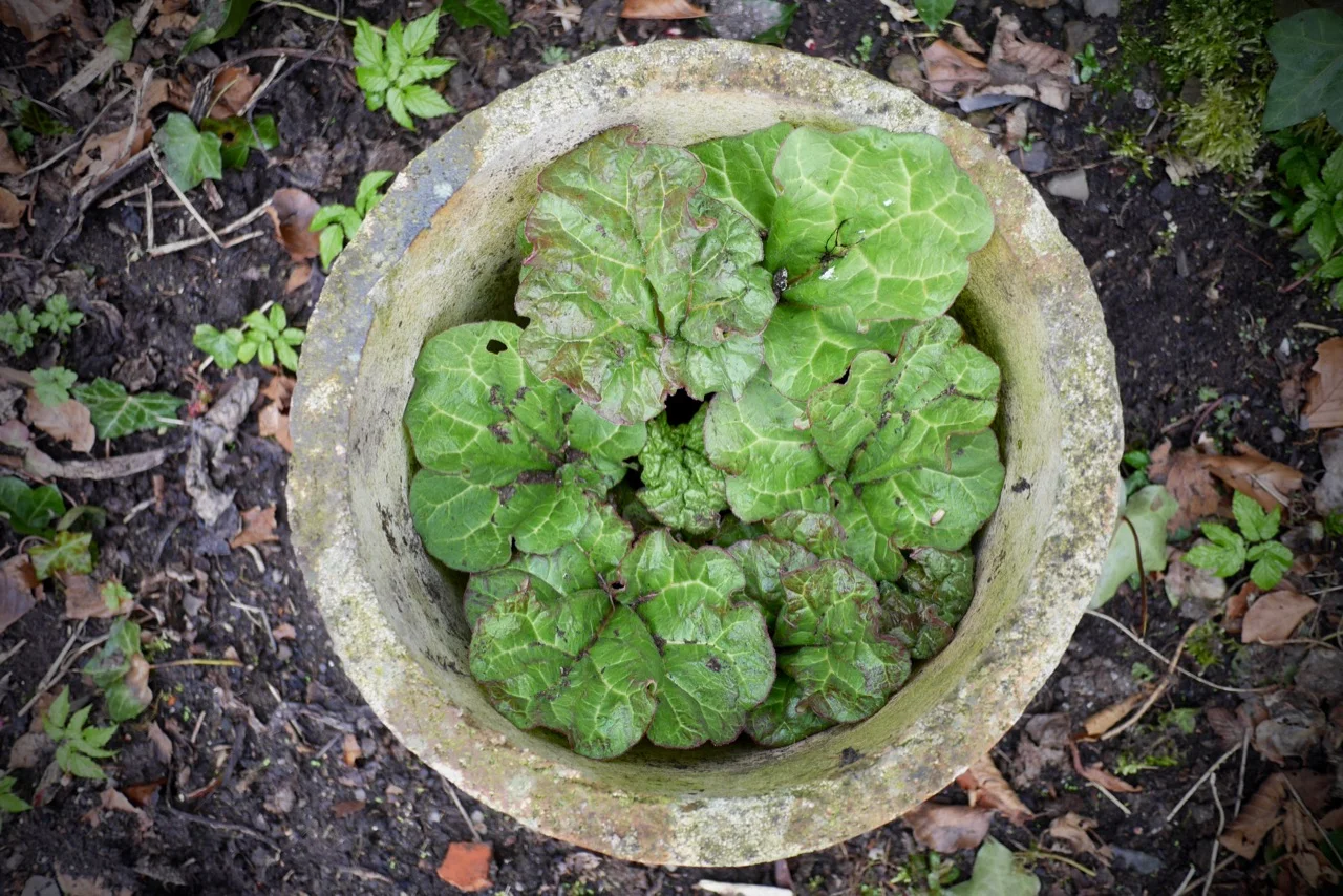 Soon to be Rhubarb pie