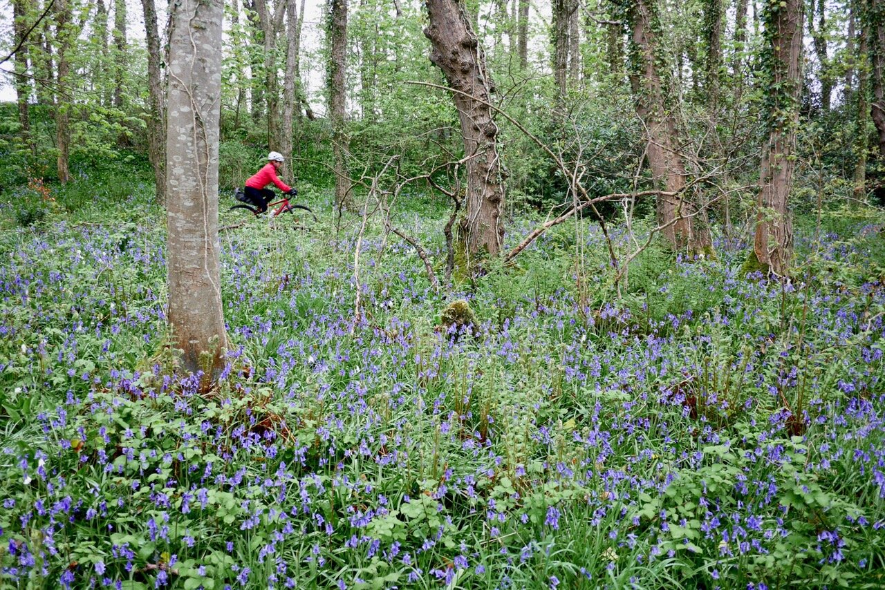 Castramon Wood