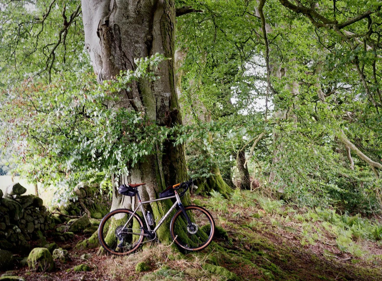 Another failed attempt to get some wild mushrooms! On the upside, plumbs are in season and the best in the area are on my route.

#forgaging #plumbs #reillybike #getoutanddostuff