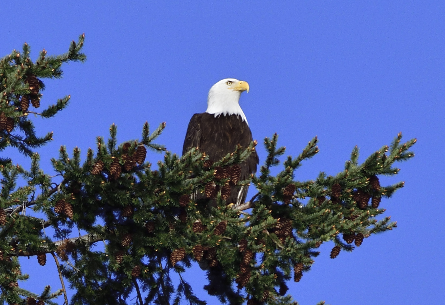 Bald Eagle.jpg