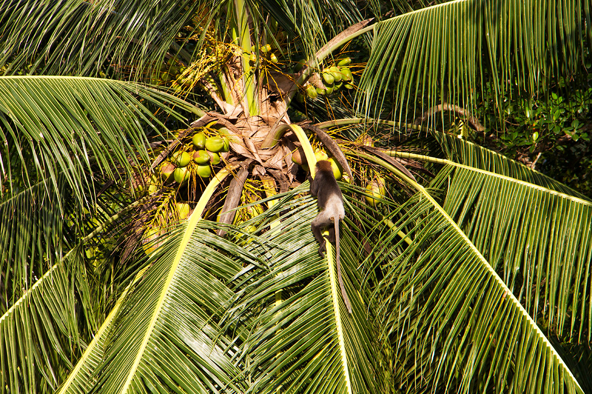 monkey in palmtree shala room.jpg