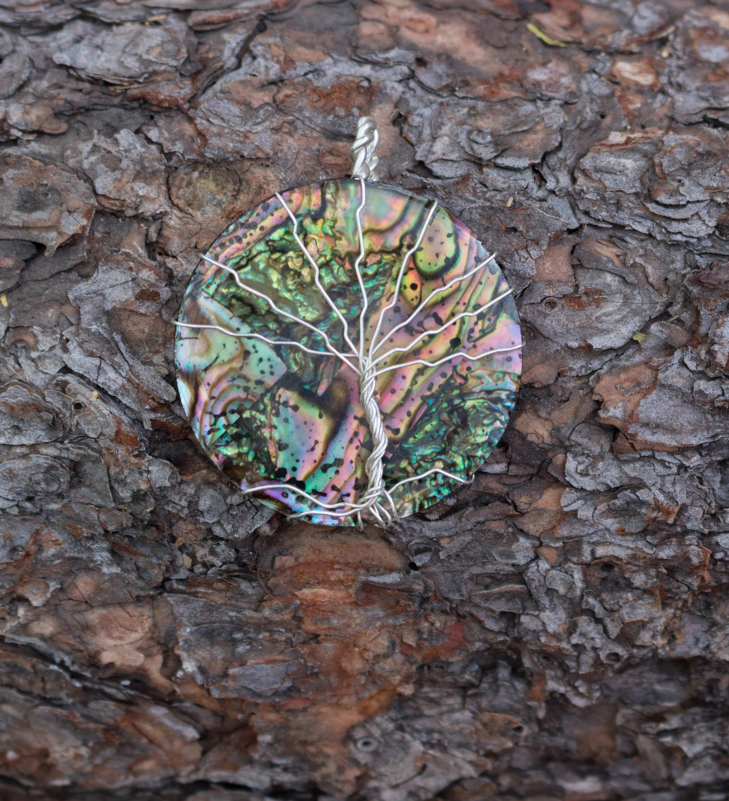 Abalone shell2F-7.jpg