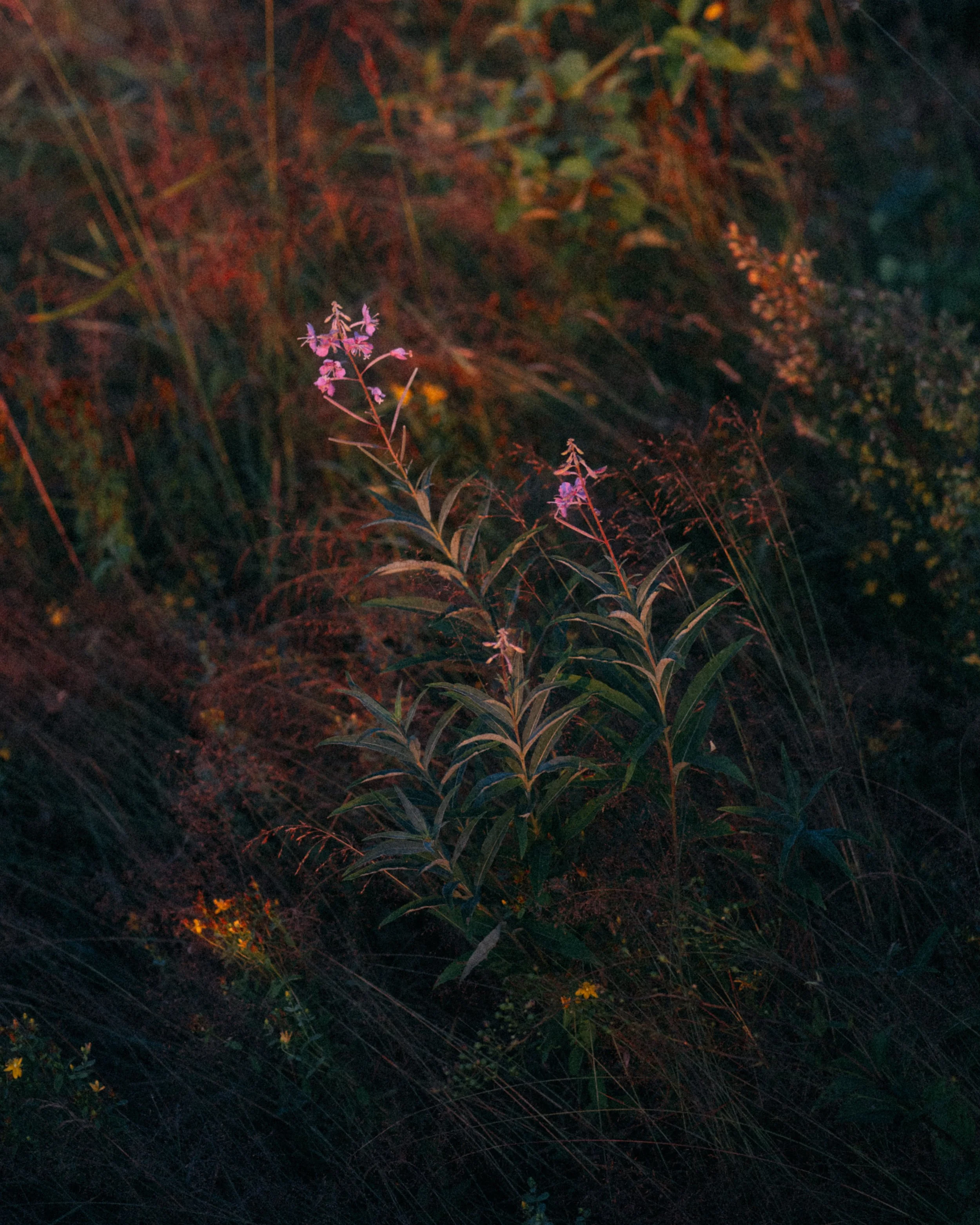 _DSF8520_crop.jpg