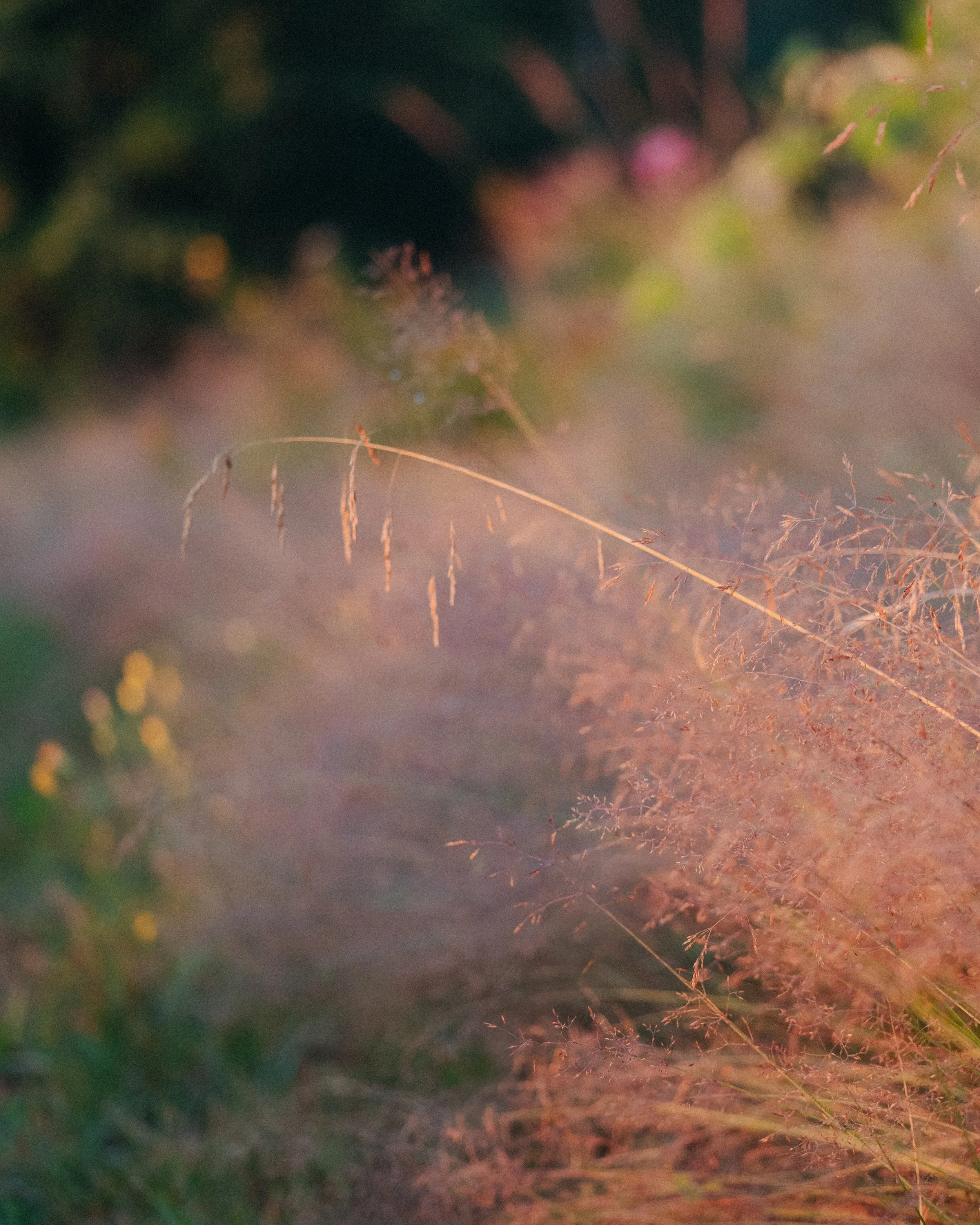 _DSF8513_crop.jpg