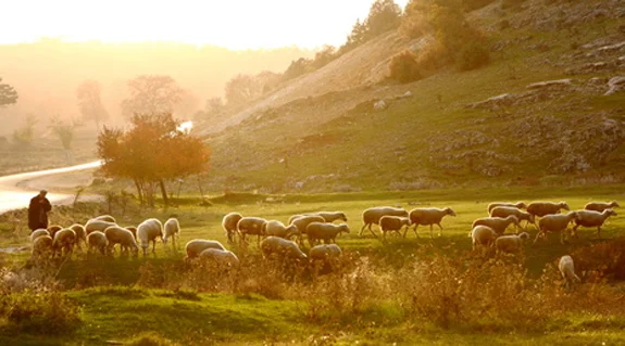 The Lord Is My Shepherd