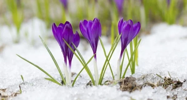 Violet_crocuses_-_Stock_Image.jpg