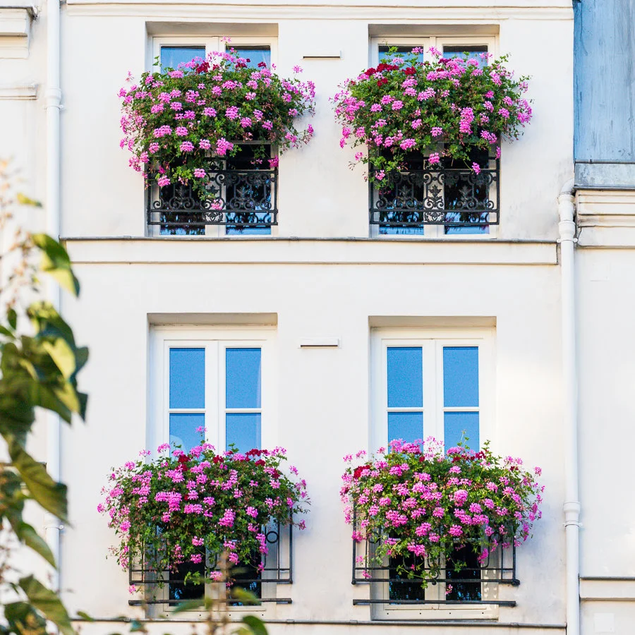 Paris pictures, pink geranium window boxes, fine art photography print