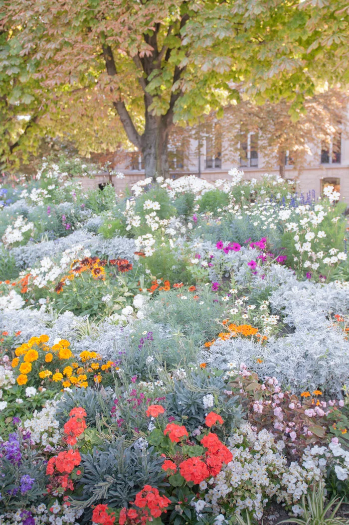 Paris pictures, flowers on the Champs Élysées fine art photography print
