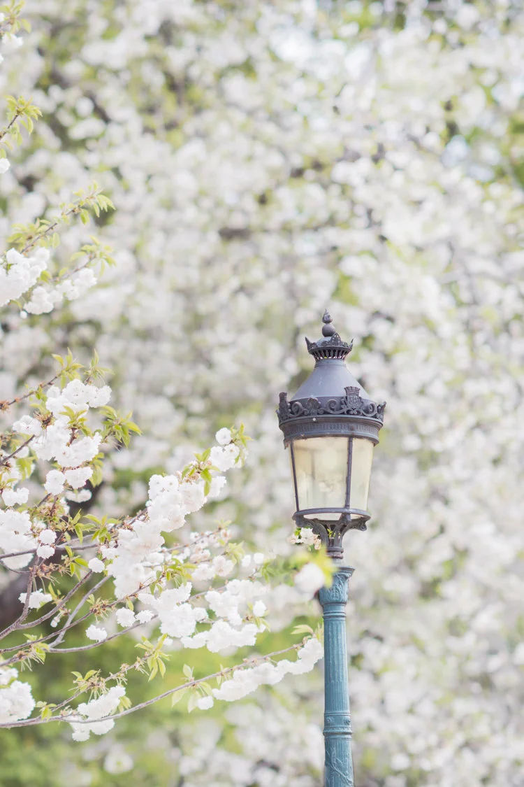 Paris pictures, white cherry blossoms and lamp post, fine art photography print