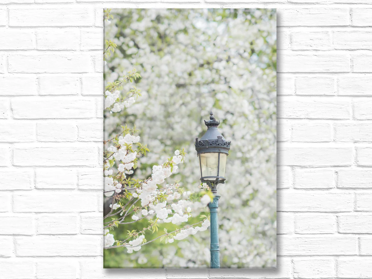 Paris canvas wall art, white cherry blossoms and lamp post