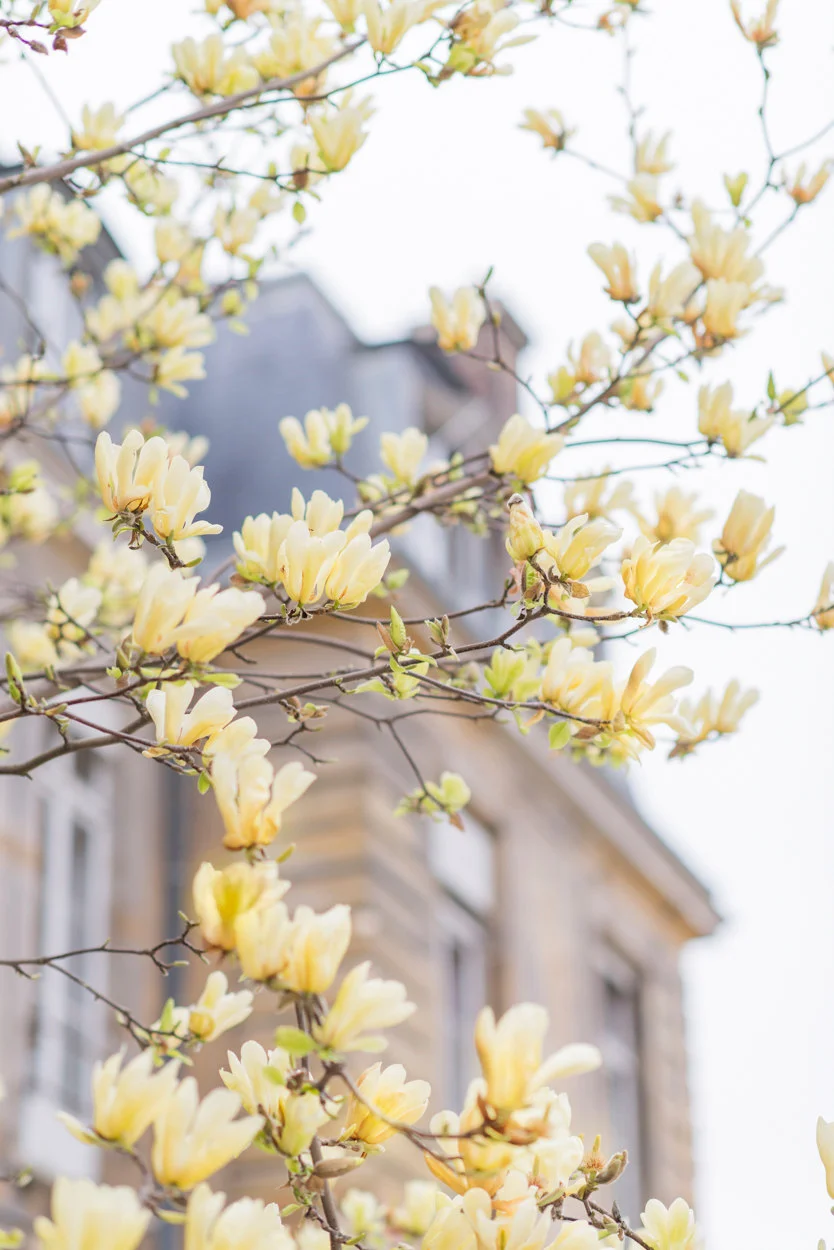 Paris picture, yellow magnolias and building, fine art photography print