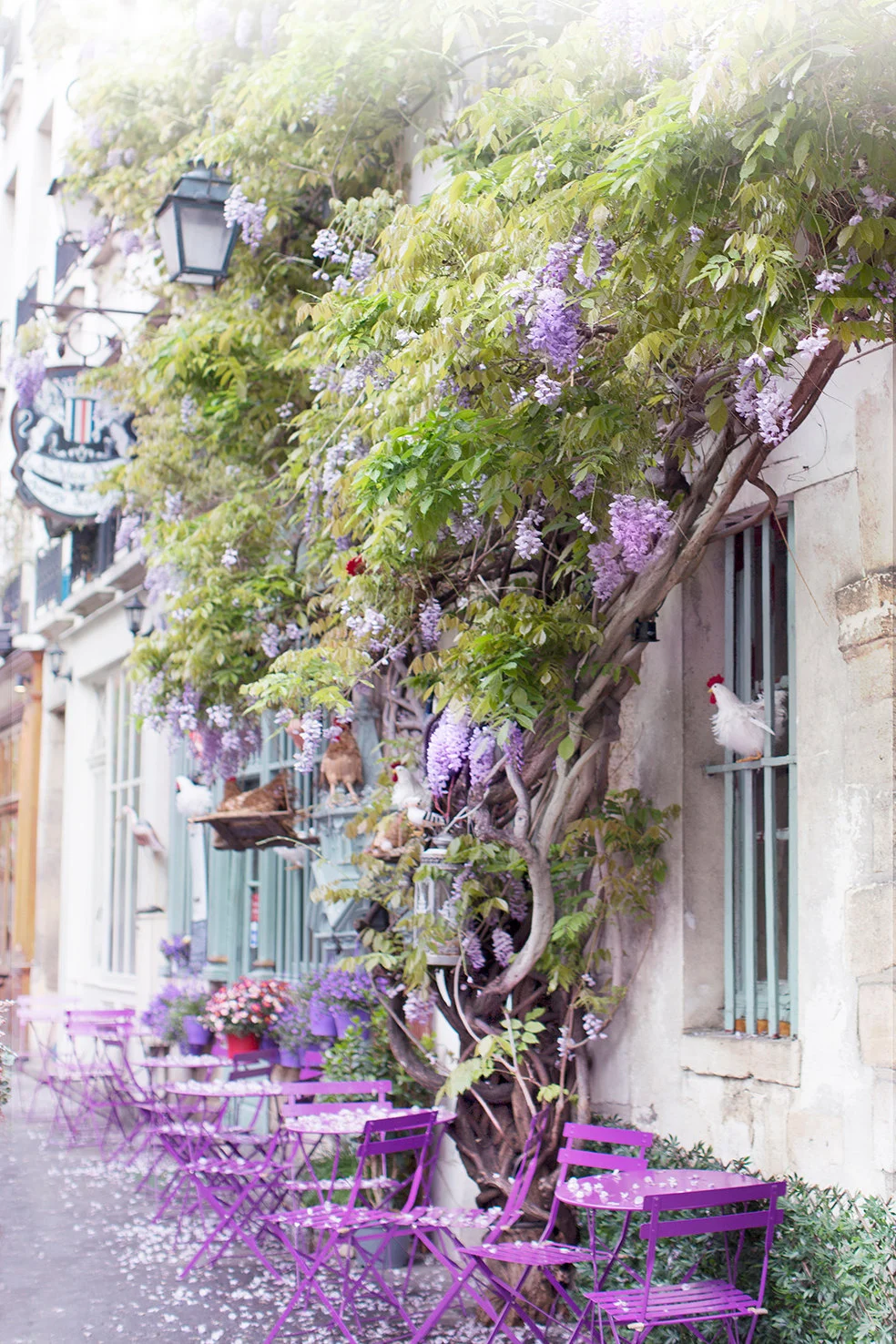 Paris pictures, Au Vieux Paris restaurant with wisteria