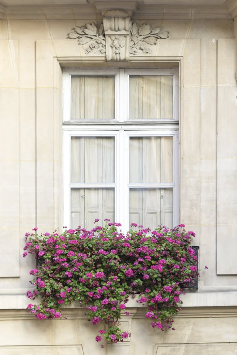 Paris pictures, windows and geraniums, fine art photography print
