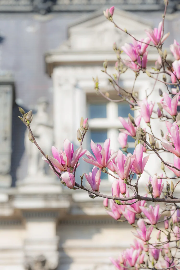 Paris pictures, Paris building with magnolias