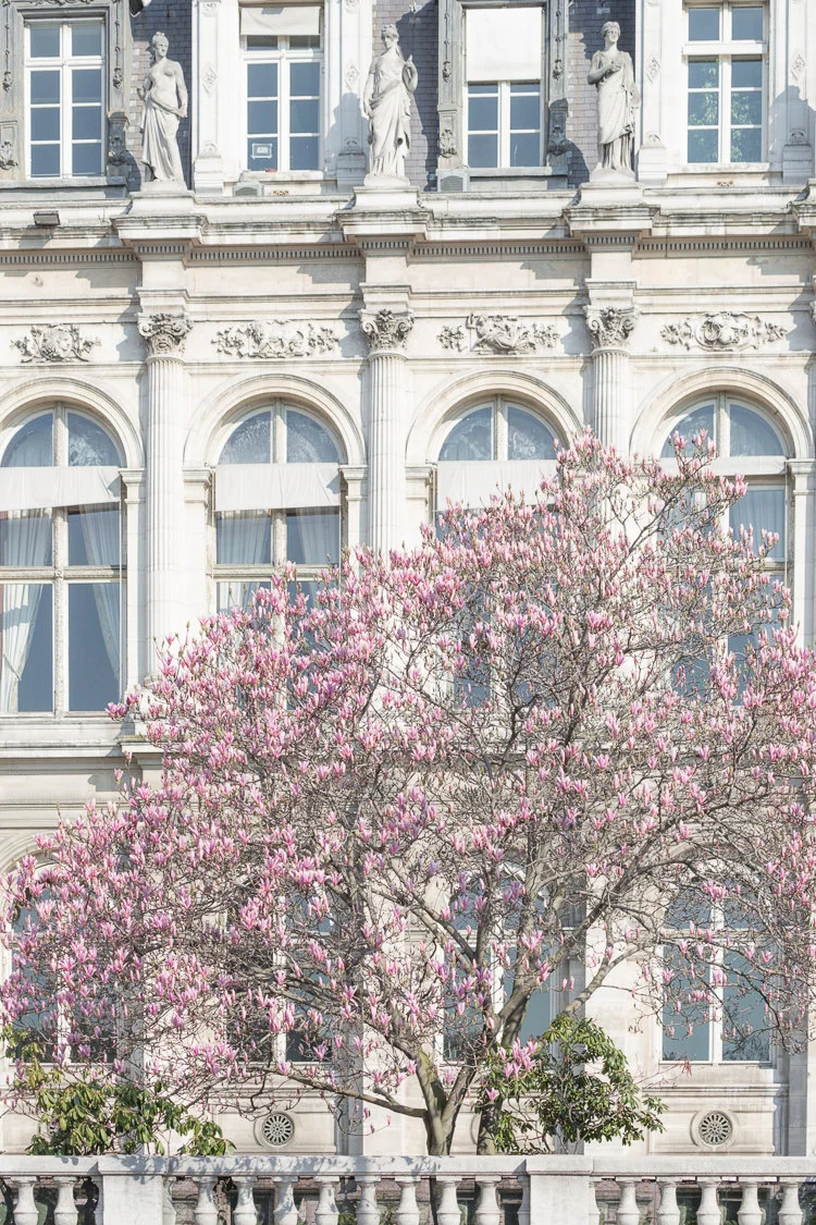 Paris pictures, Hotel de Ville with pink magnolia