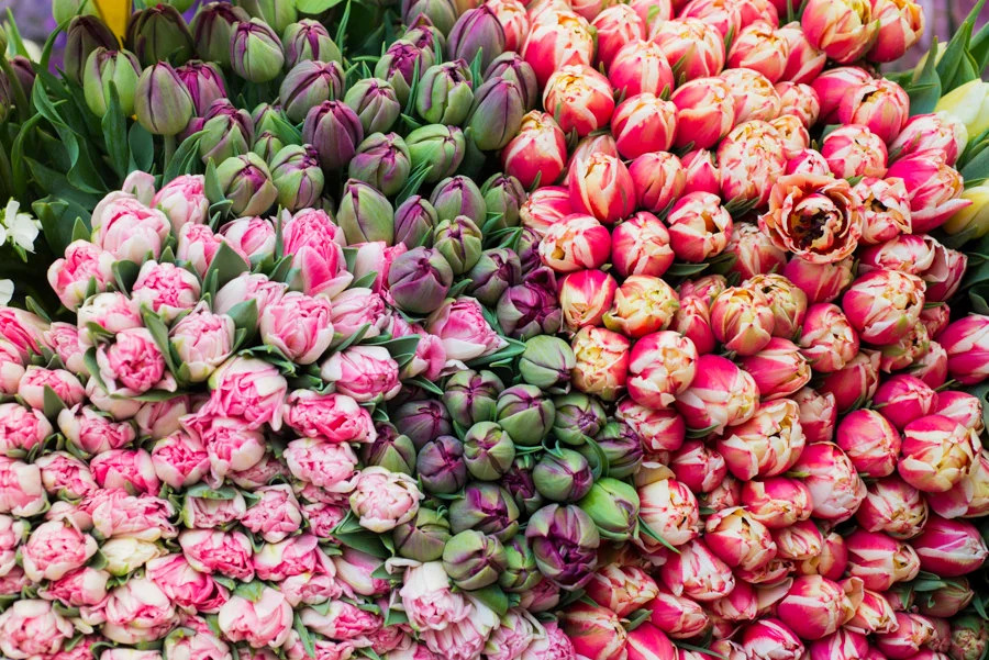 Paris pictures, multicolored tulips stacked in the market