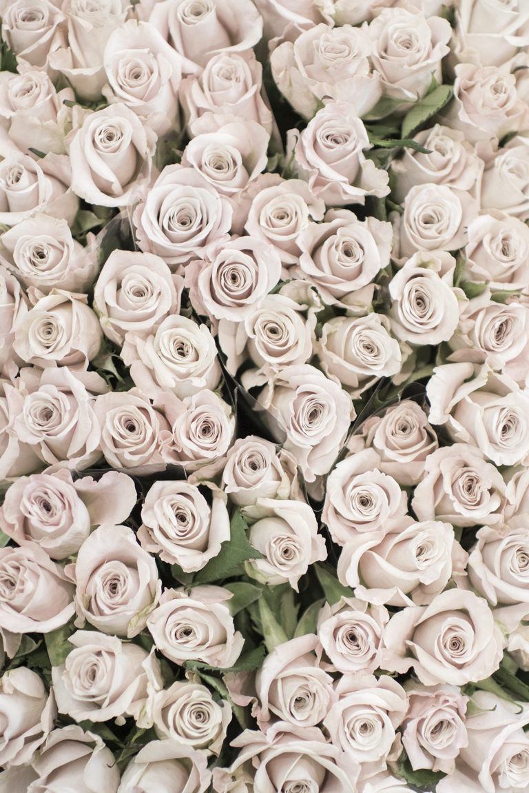 Blush Roses