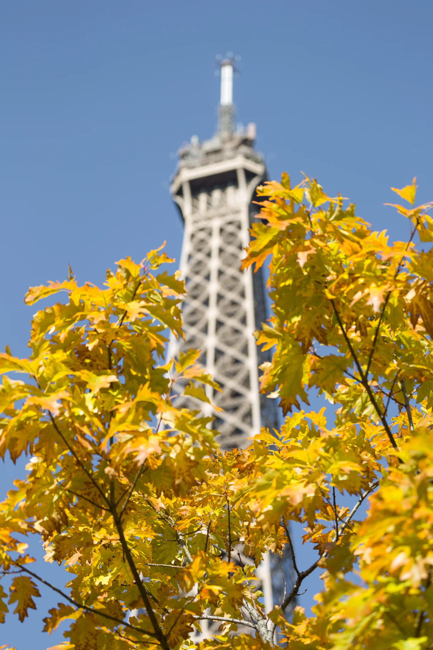 There is fall foliage to be seen in the parks and gardens which have a view of the Grande Dame de Paris, the Eiffel Tower..