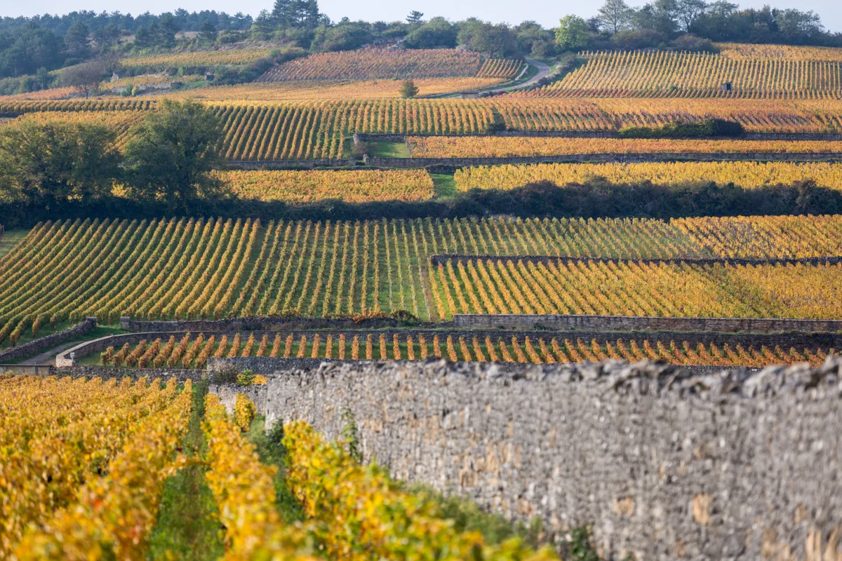 dcp-201510118516.jpg