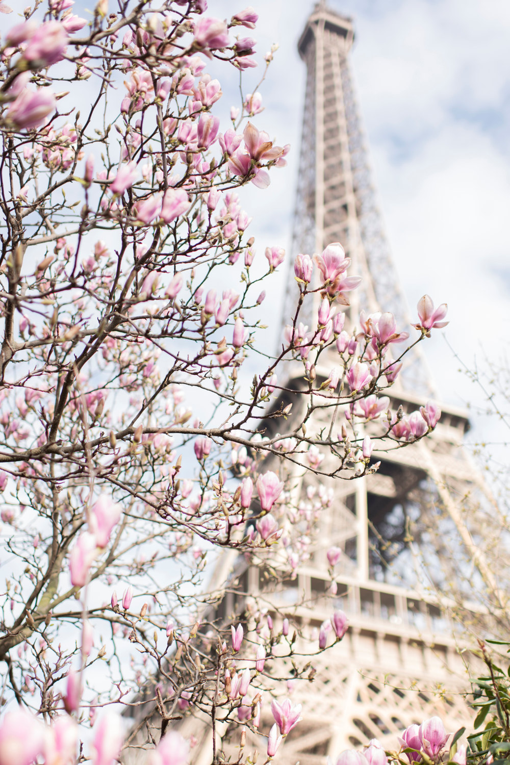 The Eiffel Tower and Magnolia Tree