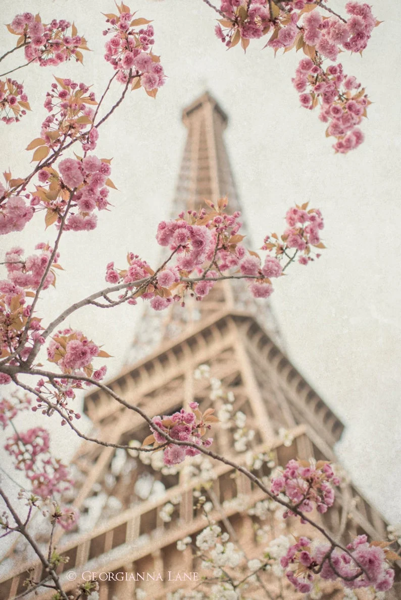 Eiffel Tower with Cherry Blossoms