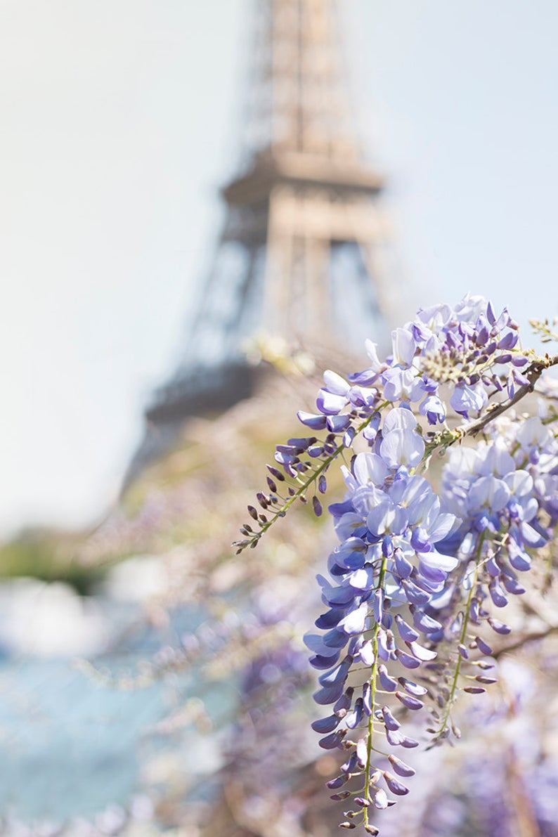 Copy of Copy of Eiffel Tower with Wisteria Blossoms