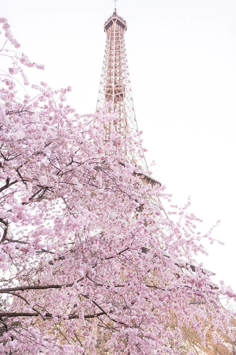 Early Cherry Blossoms at the Eiffel Tower