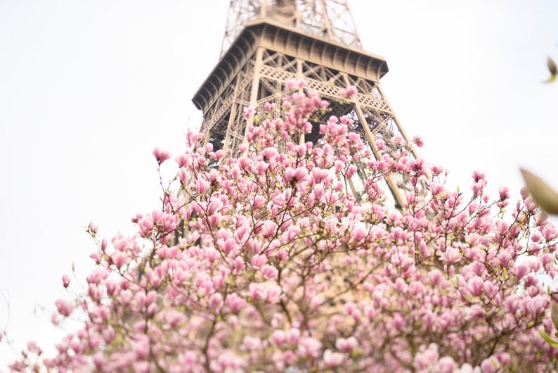 Copy of Copy of Early Magnolias at the Eiffel Tower