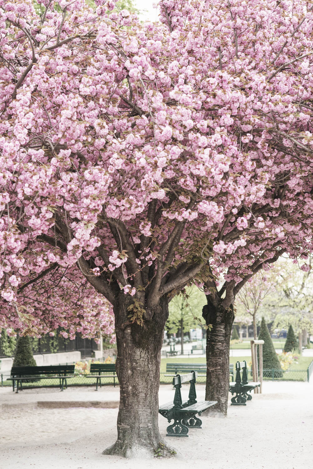 Pink Cherry Trees and Green Benches, Square Jean XX!!!