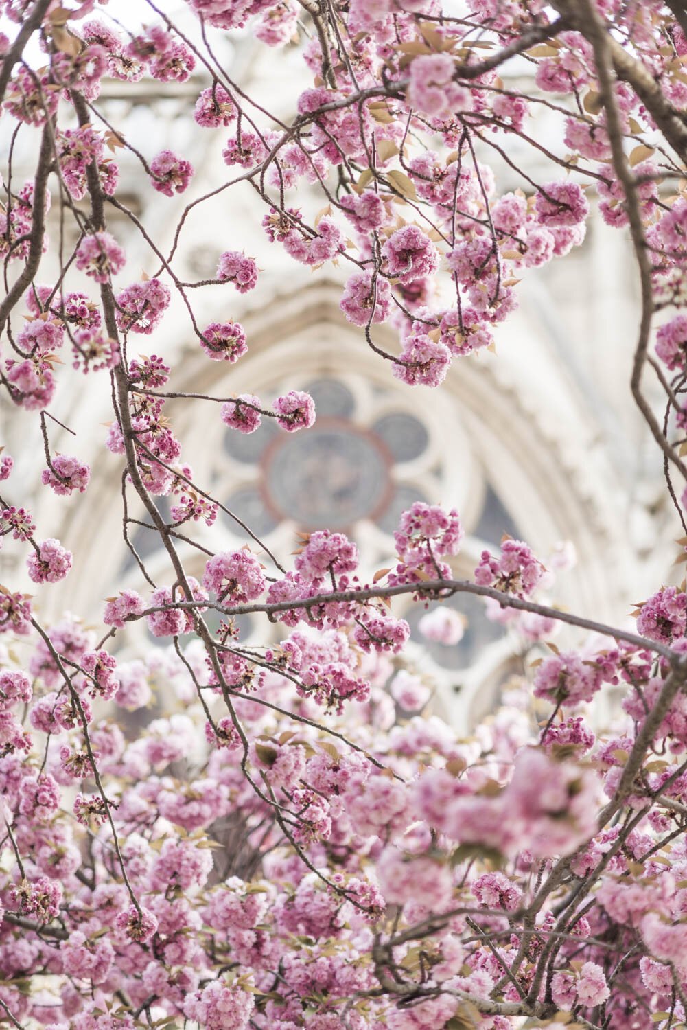 Cherry Blossoms Framing Notre Dame Rose Window