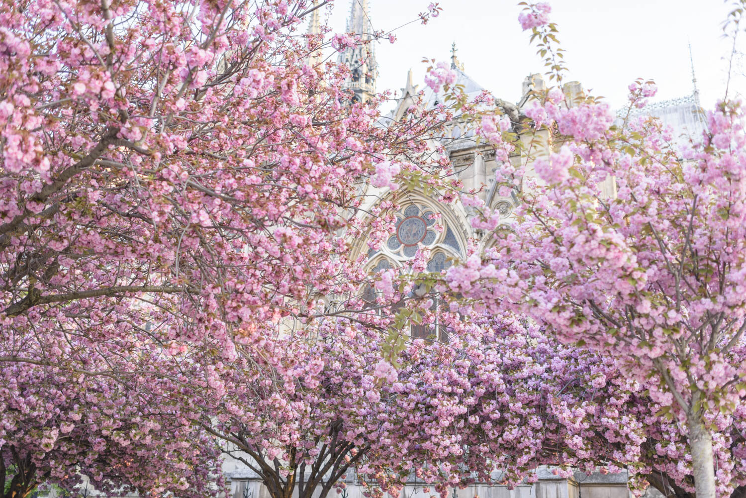 Notre Dame through Cherry Blossoms