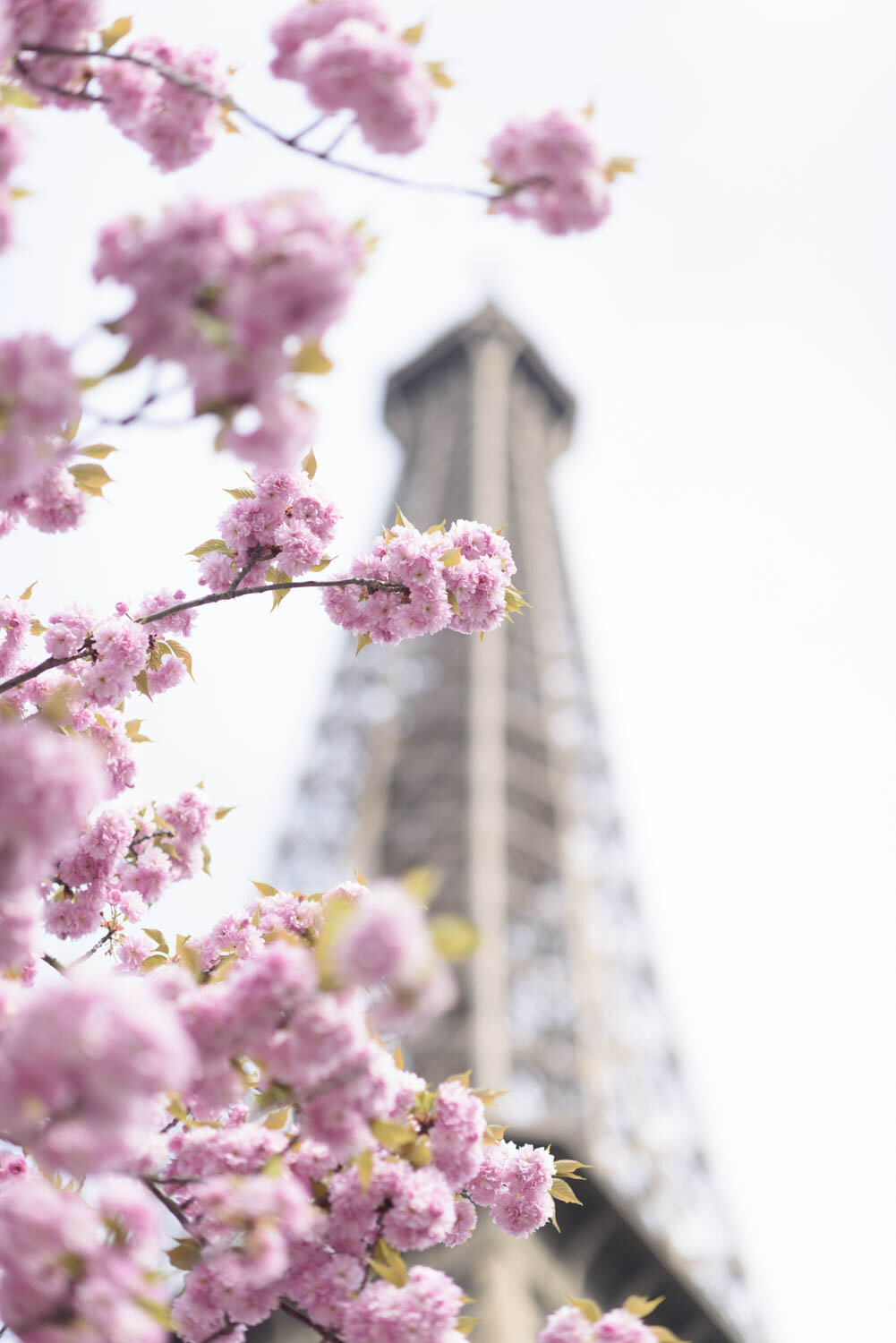 The Eiffel Tower and Cherry Blossoms