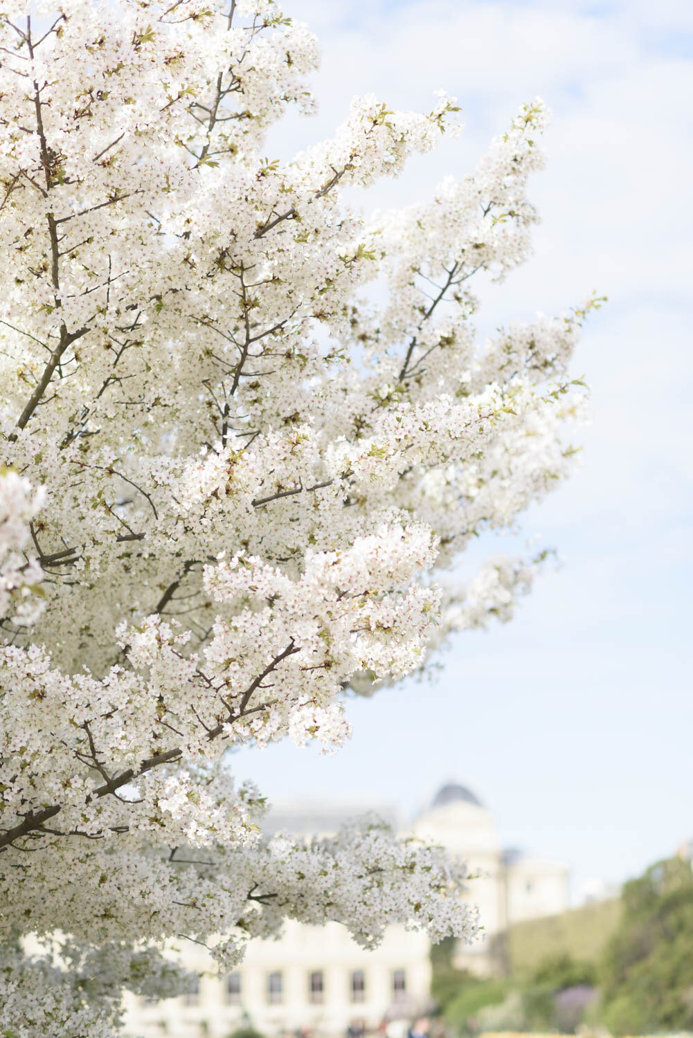 White Cherry Blossoms at Jardin des Plantes
