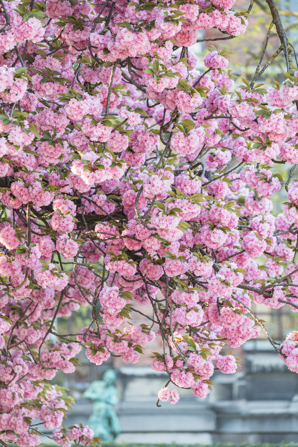 Pink Cherry Blossoms at Jardin des Plantes