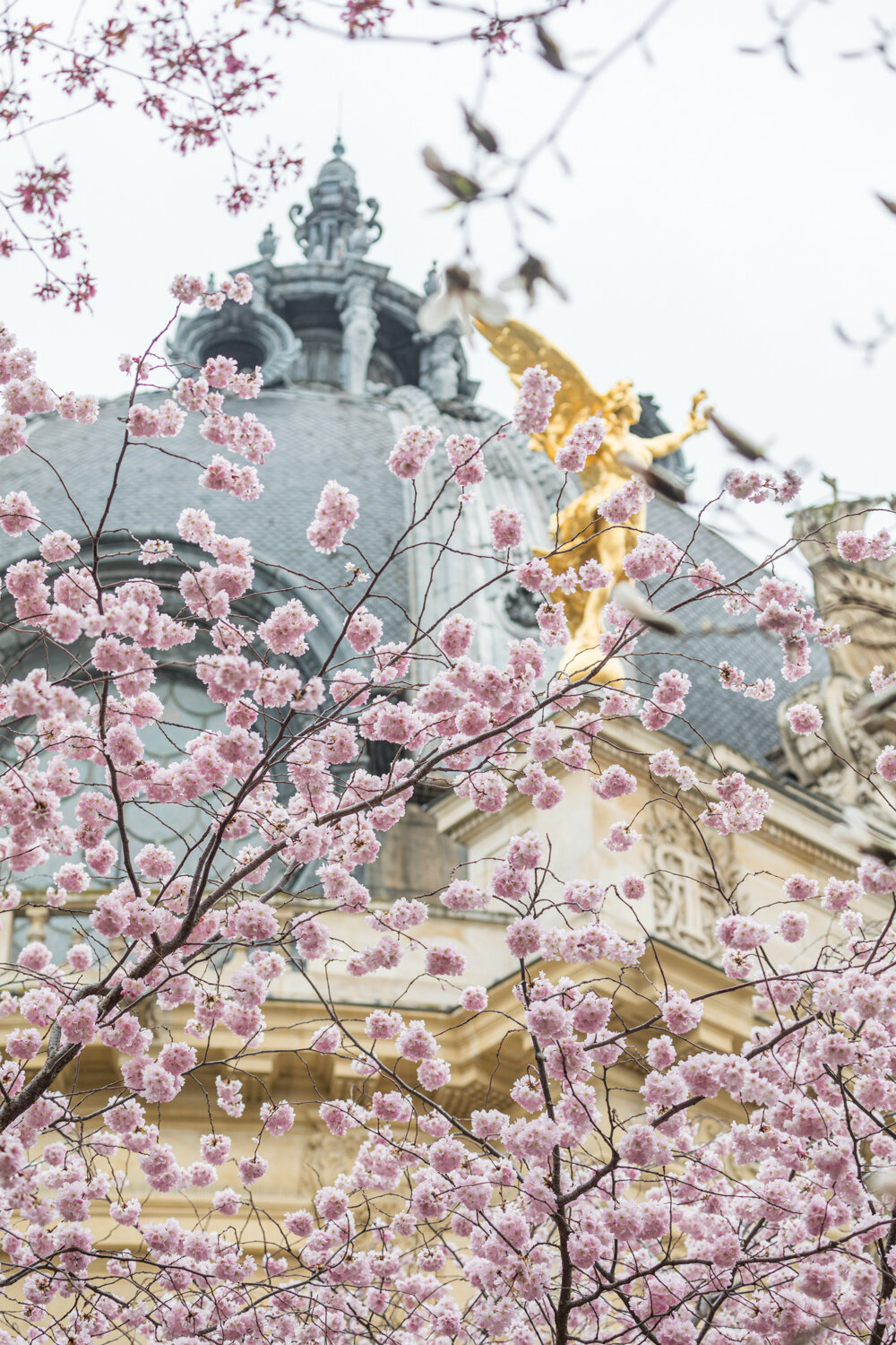 Pink Cherry Blossoms at the Petit Palais