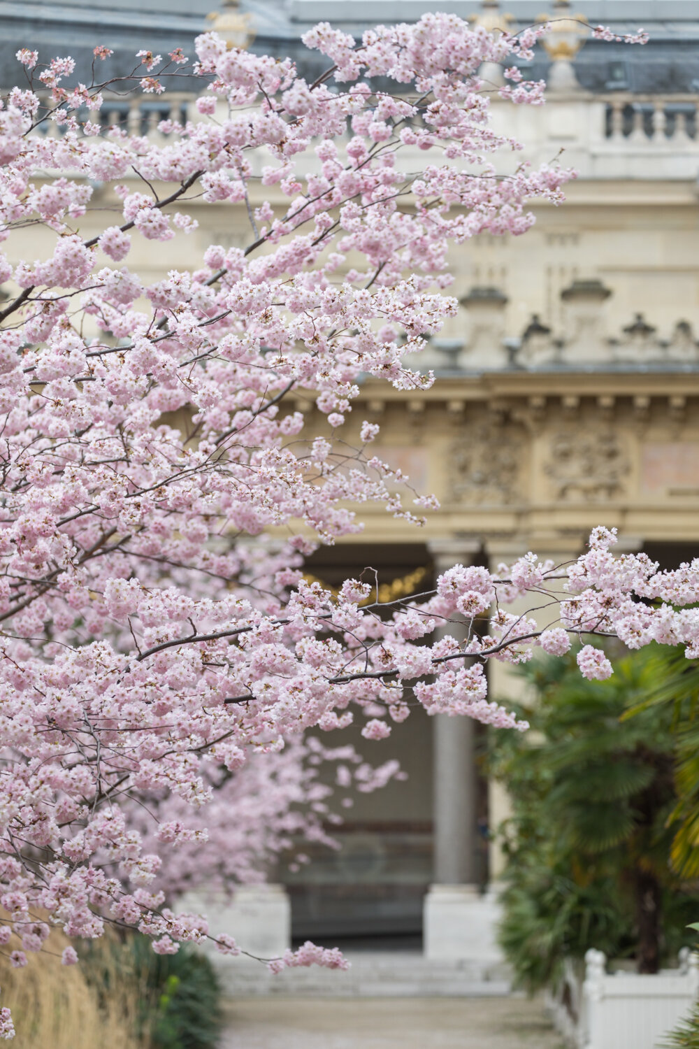 Pink Cherry Blossoms, Petit Palais Courtyard