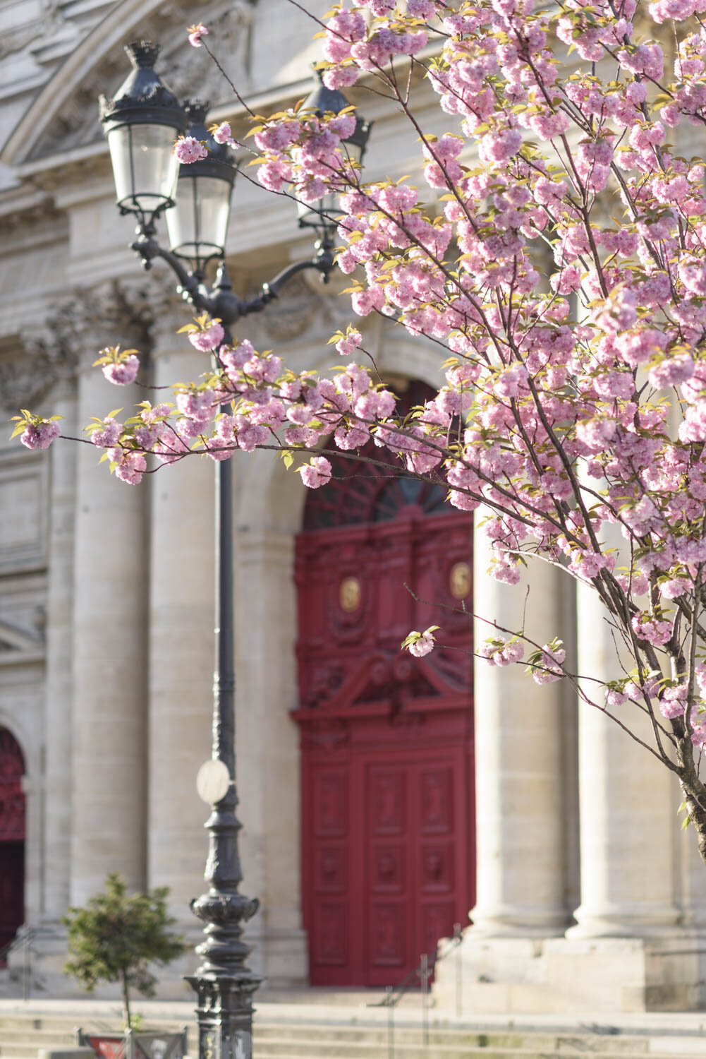 Cherry Blossoms at Saint-Paul-Saint-Louis