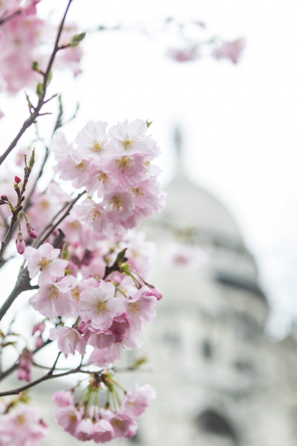 Pink Blossoms at the Sacre Coeur