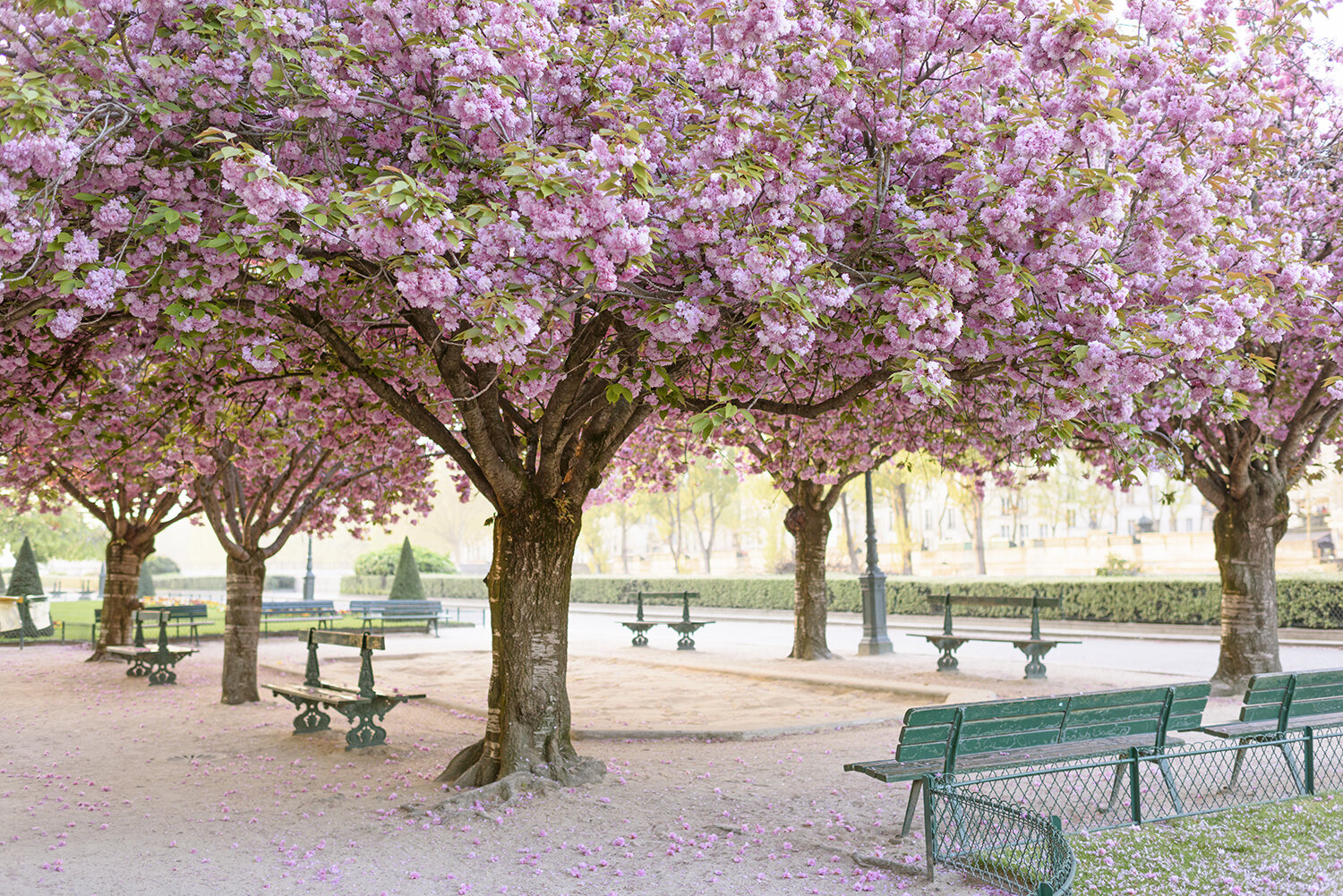 Pink Cherry Blossoms in Square Jean XXIII