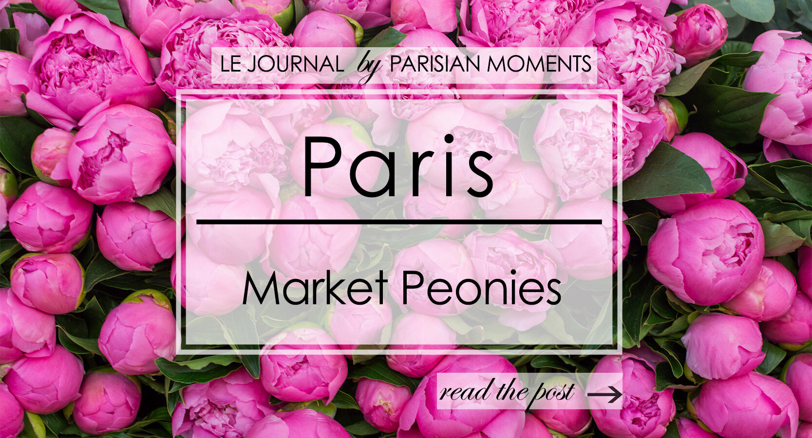 Paris Market Peonies 