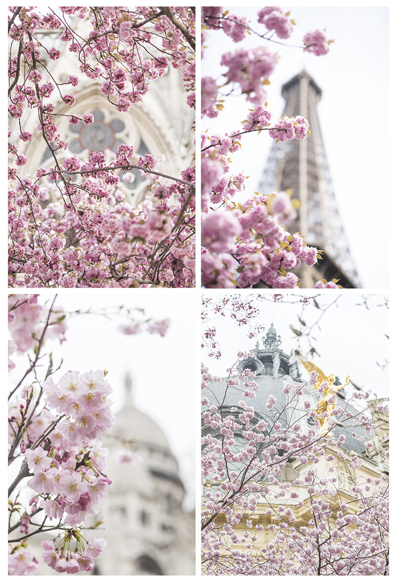 Paris Spring Blossoms Collection