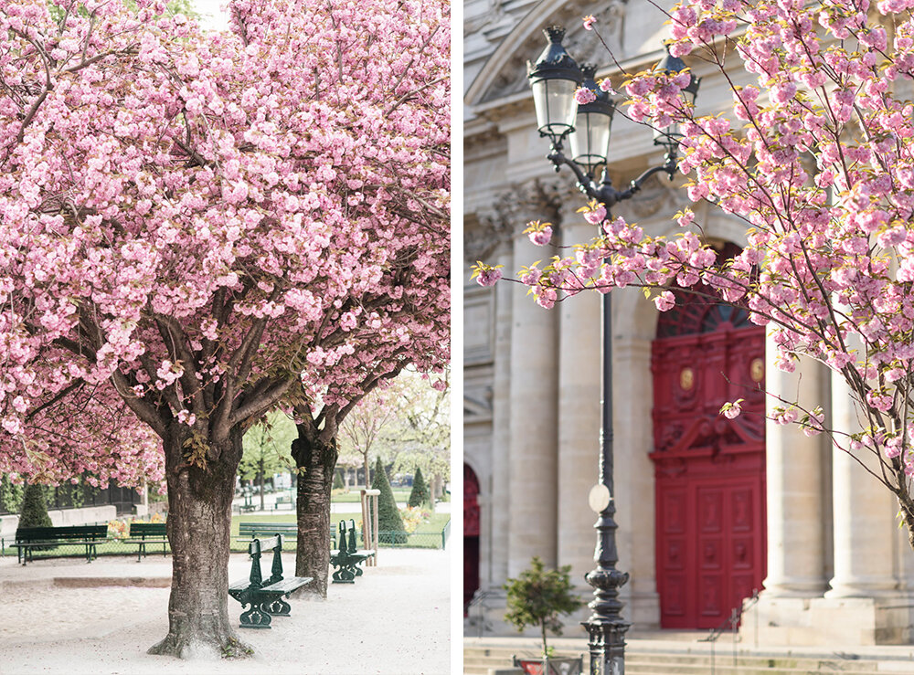 Paris Two Cherry Blossom Scenes Collection