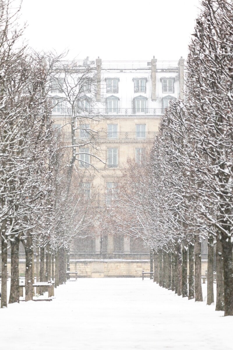 Snow on Tuileries Trees