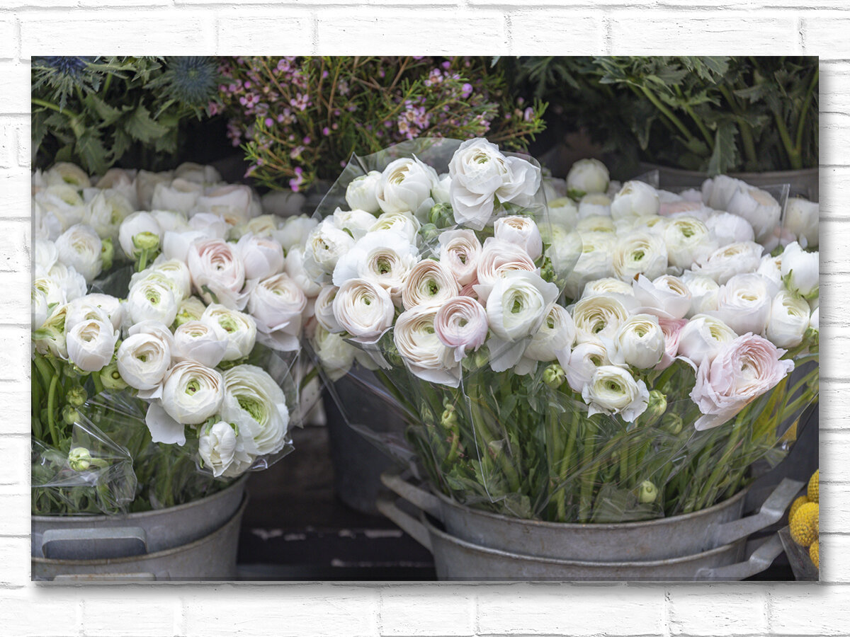 White Ranunculus, rue de Lévis